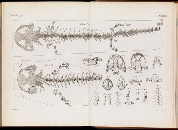 Recherches sur les ossemens fossiles òu l'on rétablit les caractéres de plusieurs animaux dont les révolutions du globe ont détruit les espèces / par M. le Bon. G. Cuvier.