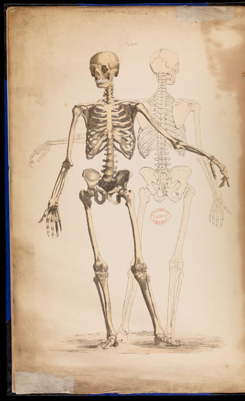 Illustration of the human skeleton from An atlas of anatomical plates