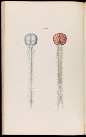 An atlas of anatomical plates of the human body ... / by Frederic John Mouat.