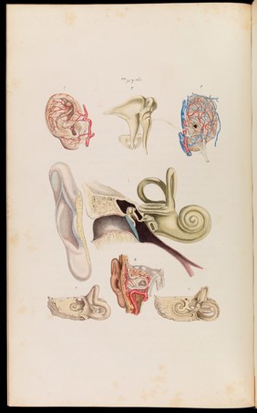 An atlas of anatomical plates of the human body ... / by Frederic John Mouat.