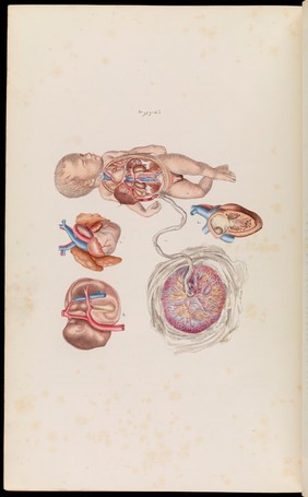 An atlas of anatomical plates of the human body ... / by Frederic John Mouat.