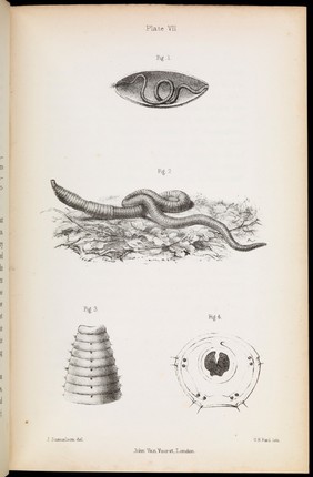 The earthworm and the common housefly : in eight letters / by James Samuelson ; assisted by J. Braxton Hicks.