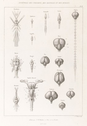 Anatomie comparée du système nerveux considéré dans ses rapports avec l'intelligence / Par Fr. Leuret et P. Gratiolet. Accompagnée d'un atlas de 32 planches dessinées d'après nature et gravées.