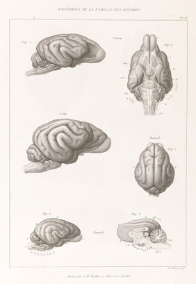 Anatomie comparée du système nerveux considéré dans ses rapports avec l'intelligence / Par Fr. Leuret et P. Gratiolet. Accompagnée d'un atlas de 32 planches dessinées d'après nature et gravées.