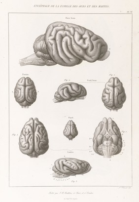 Anatomie comparée du système nerveux considéré dans ses rapports avec l'intelligence / Par Fr. Leuret et P. Gratiolet. Accompagnée d'un atlas de 32 planches dessinées d'après nature et gravées.