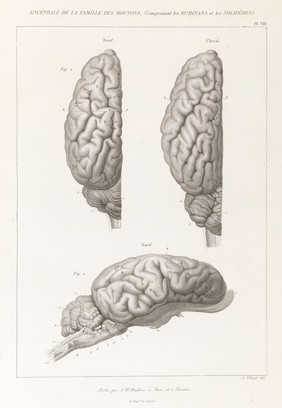 Anatomie comparée du système nerveux considéré dans ses rapports avec l'intelligence / Par Fr. Leuret et P. Gratiolet. Accompagnée d'un atlas de 32 planches dessinées d'après nature et gravées.