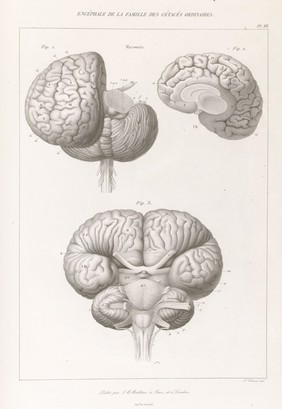 Anatomie comparée du système nerveux considéré dans ses rapports avec l'intelligence / Par Fr. Leuret et P. Gratiolet. Accompagnée d'un atlas de 32 planches dessinées d'après nature et gravées.