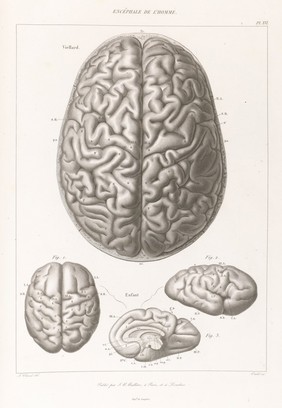 Anatomie comparée du système nerveux considéré dans ses rapports avec l'intelligence / Par Fr. Leuret et P. Gratiolet. Accompagnée d'un atlas de 32 planches dessinées d'après nature et gravées.