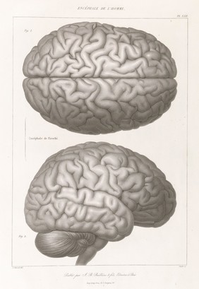 Anatomie comparée du système nerveux considéré dans ses rapports avec l'intelligence / Par Fr. Leuret et P. Gratiolet. Accompagnée d'un atlas de 32 planches dessinées d'après nature et gravées.
