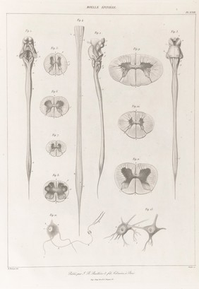 Anatomie comparée du système nerveux considéré dans ses rapports avec l'intelligence / Par Fr. Leuret et P. Gratiolet. Accompagnée d'un atlas de 32 planches dessinées d'après nature et gravées.