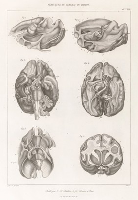 Anatomie comparée du système nerveux considéré dans ses rapports avec l'intelligence / Par Fr. Leuret et P. Gratiolet. Accompagnée d'un atlas de 32 planches dessinées d'après nature et gravées.