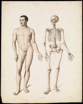 The anatomy of the external forms of man : intended for the use of artists, painters and sculptors / By J. Fau ; edited with additions by Robert Knox. With an atlas of twenty-eight plates, quarto.