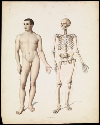 The anatomy of the external forms of man : intended for the use of artists, painters and sculptors / By J. Fau ; edited with additions by Robert Knox. With an atlas of twenty-eight plates, quarto.