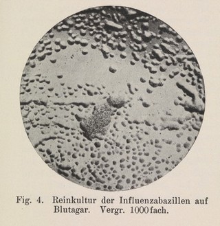 Lehrbuch der Mikrobiologie : (mit besonderer Berücksichtigung der Seuchenlehre) / herausgegeben von Ernst Friedberger und Richard Pfeiffer.