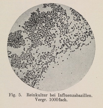 Lehrbuch der Mikrobiologie : (mit besonderer Berücksichtigung der Seuchenlehre) / herausgegeben von Ernst Friedberger und Richard Pfeiffer.