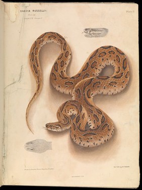 The Thanatophidia of India : being a description of the venomous snakes of the Indian Peninsula, with an account of the influence of their poison on life, and a series of experiments / by J. Fayrer.