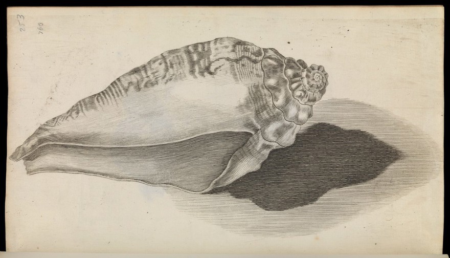 Historiae conchyliorum, liber primus [-quartus] / [Martin Lister].