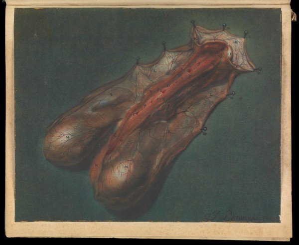 Effigies penis humani, injectâ cerâ praeparati exhibens inventa anatomica aliquot nova / et proprio colore typis impressa à Joanne Ladmiral.