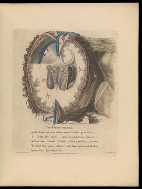 Anatomy of the heart, cranium, and brain : adapted to the purposes of the medical and surgical practitioner; to which is added, in notes, observations on the laws of life and sensation / by Alexander Ramsay.