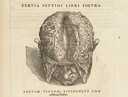 De humani corporis fabrica libri septem / [Andreas Vesalius].