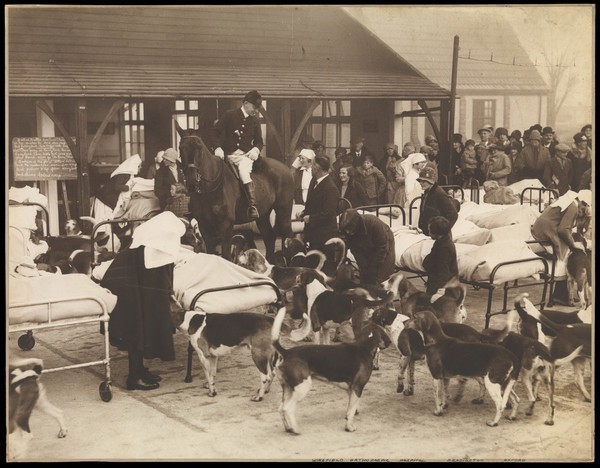 Wingfield Hospital, Headington, Oxfordshire: patients receiving open air treatment are visited by the hunt. Photograph, 192-.
