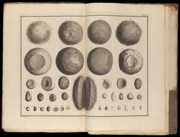 Locupletissimi rerum naturalium thesauri accurata descriptio, et iconibus artificiosissimis expressio, per universam physices historiam. Opus, cui, in hoc rerum genere, nullum par exstitit / Ex toto terrarum orbe collegit, digessit, descripsit, et depingendum curavit Albertus Seba.