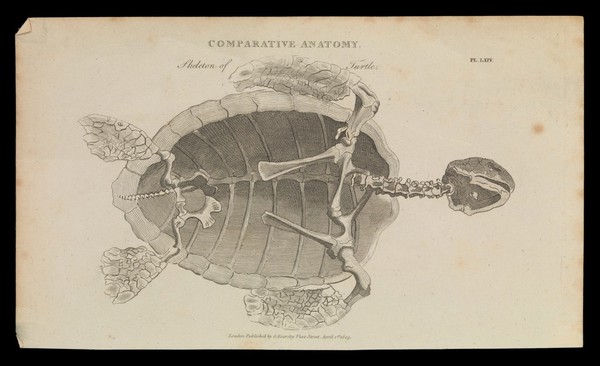 Skeleton and shell of a turtle, seen from below. Line engraving by Mutlow (?) after S. Edwards (?), 1809.