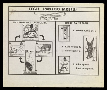 Illustrated lifecyle and prevention of tapeworm in Kenya. Lithograph by Division of Health Education, ca. 2000.