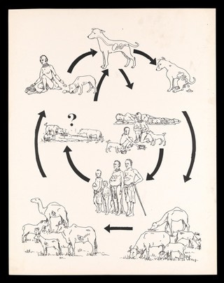 Lifecycle of hyatid cysts in humans and animals: parasitic infections in Kenya. Colour lithograph, ca. 2000.