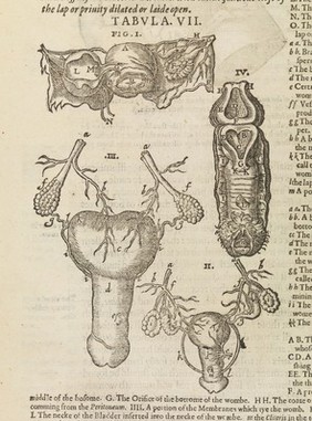Illustration from Mikrokosmographia.