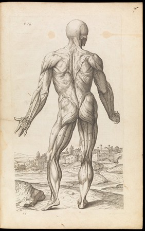 Ecorche figure. Abregé d'anatomie, accommodé aux arts