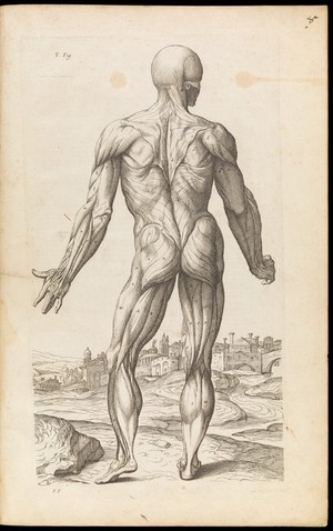 view Ecorche figure. Abregé d'anatomie, accommodé aux arts