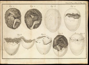 view Poultry egg hatching process