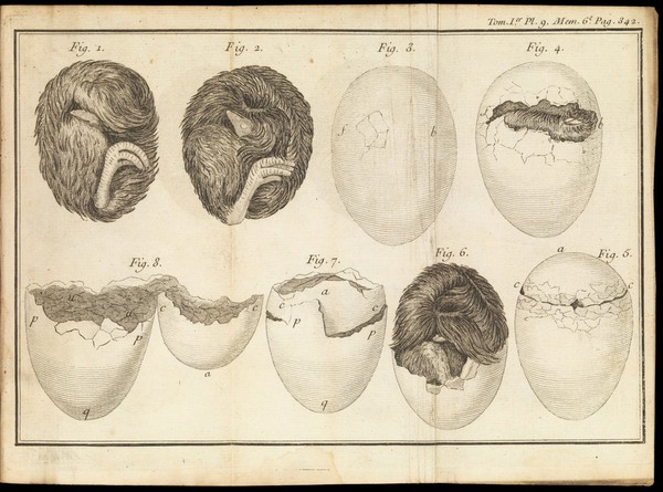 Poultry egg hatching process