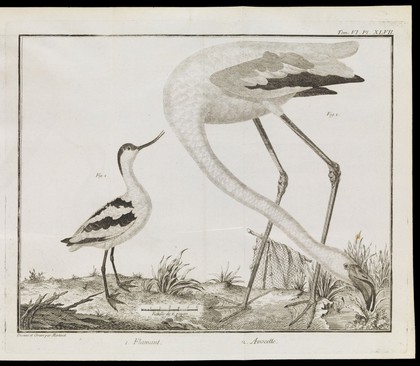 Illustration of a flamingo and a avocet