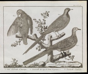 view Classification of three turtledoves