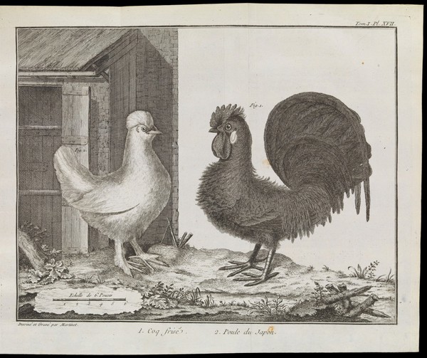 Classification of a rooster and a hen