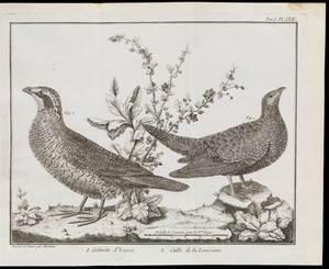 view Classification of a grouse and a quail