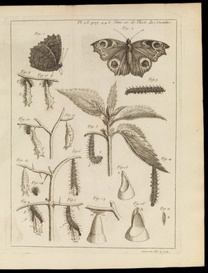 view Plate 25, Illus. of cycle from catepillar to butterfly