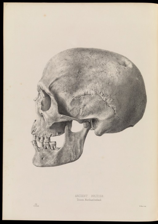 Drawing of a human skull, in profile