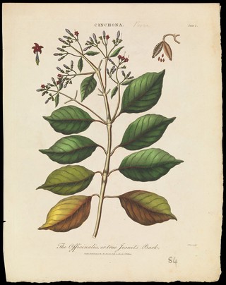 Cinchona plant (Cinchona officinalis): flowering and fruiting branch. Coloured etching by J. Pass, c. 1801, after J. Ihle.