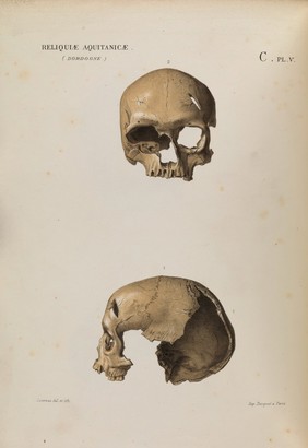 Plate V: Female Cro-Magnon skull in two views.
