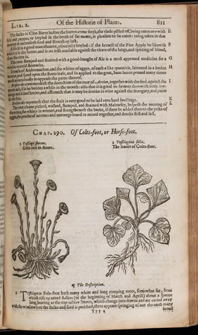 The herball, or general historie of plantes / Gathered by John Gerarde ... Very much enlarged and amended by Thomas Johnson.