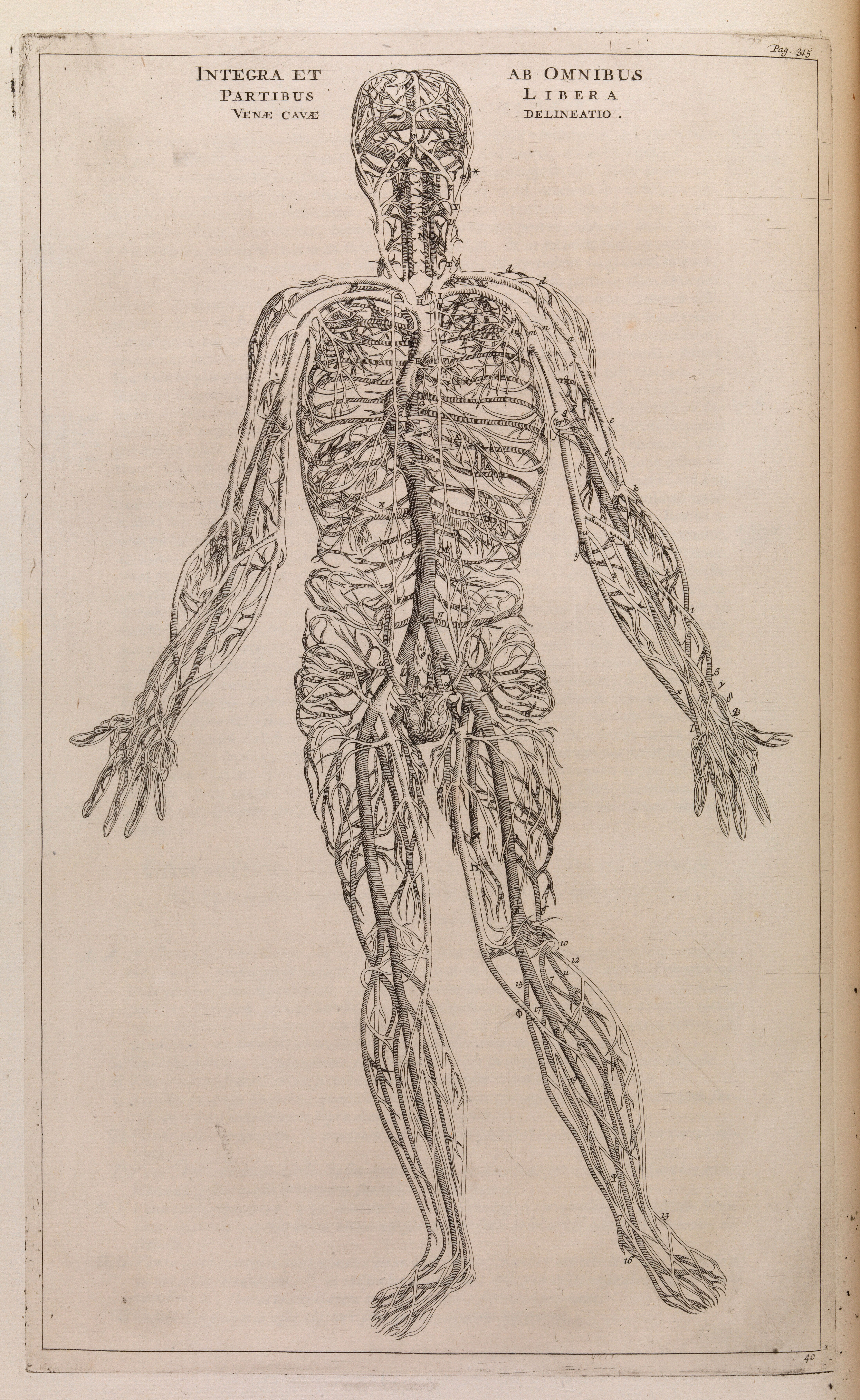 The veins in a human body Biology Diagrams