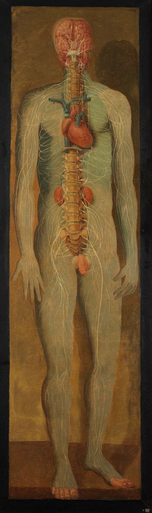 Vertebral column and organs, oil D'Agoty, 1765