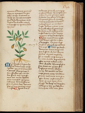 MS 626, folio CLXXV