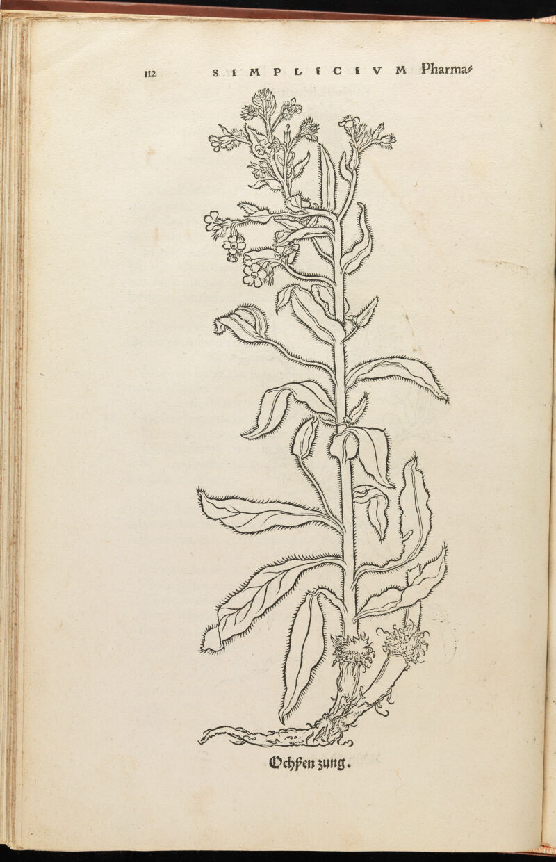Ochpen Zung, by Hans Weiditz