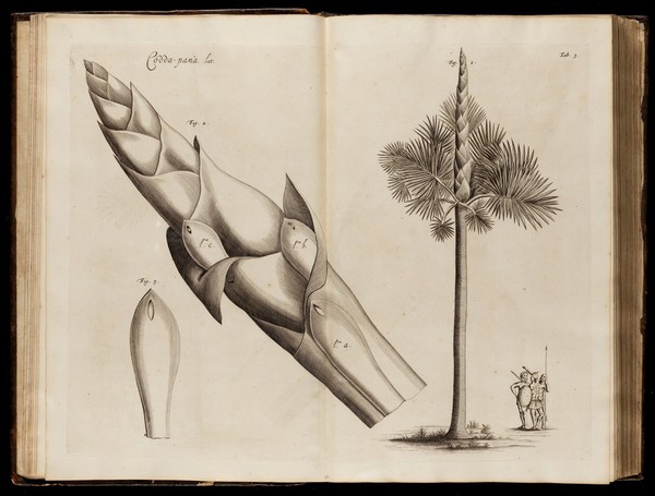 Hortus Indicus Malabaricus, continens regni Malabarici apud Indos cereberrimi onmis generis plantas rariores, Latinis, Malabaricis, Arabicis, et Bramanum characteribus hominibusque expressas ... addita ... descriptione, qua ... praecipuae in medicina vires ... demonstrantur / Adornatus per Henricum van Rheede, van Draakenstein [sic] et Johannem Casearium [vols. III-V, J. Munnicks, vol. VI, T.J. van Almeloveen] .... Notis adauxit et commentariis illustravit Arnoldus Syen [vols. II-XII, J. Commelinus]. [Vols. VII-XII, In ordinem redegit et Latinitate donavit Abrahamus a Poot].