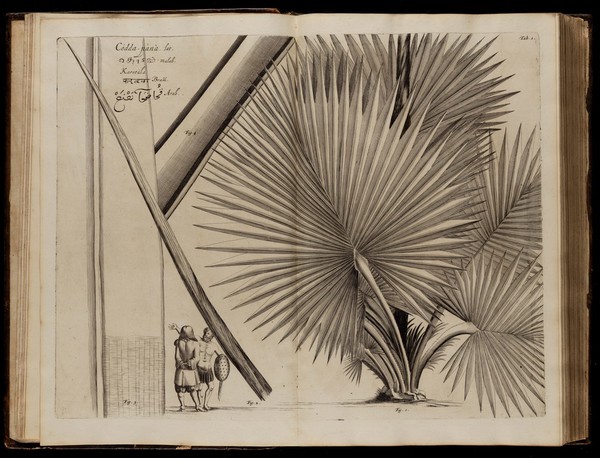 Hortus Indicus Malabaricus, continens regni Malabarici apud Indos cereberrimi onmis generis plantas rariores, Latinis, Malabaricis, Arabicis, et Bramanum characteribus hominibusque expressas ... addita ... descriptione, qua ... praecipuae in medicina vires ... demonstrantur / Adornatus per Henricum van Rheede, van Draakenstein [sic] et Johannem Casearium [vols. III-V, J. Munnicks, vol. VI, T.J. van Almeloveen] .... Notis adauxit et commentariis illustravit Arnoldus Syen [vols. II-XII, J. Commelinus]. [Vols. VII-XII, In ordinem redegit et Latinitate donavit Abrahamus a Poot].