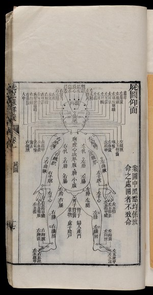 view Diagram of the human body.